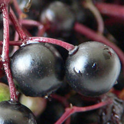 Elderberries