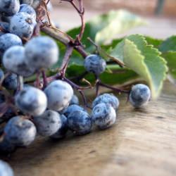Wild Elderberries