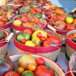 Bucket of TomatoFest Heirlooms