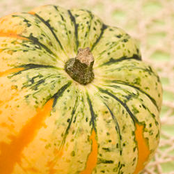 Celebration / Carnival Squash