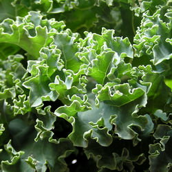 Kale from the Farmer’s Market