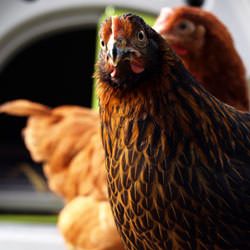 Chickens