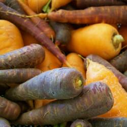 Carrots for Days