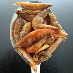 Tiny Shrimp