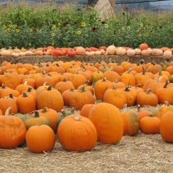 Mingle with Pumpkins