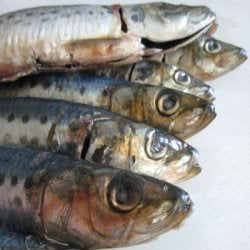 Sustainable Seafood: Sardines