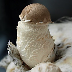 Baby Shiitake Mushroom