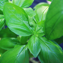 Basil Oil