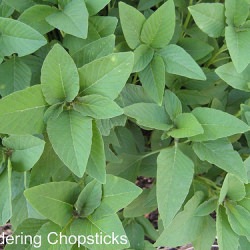 Amaranth