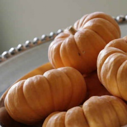 Pumpkins for Pumpkin Muffins