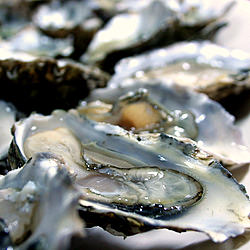 Raw Hog Island Oysters
