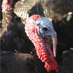 Turkey