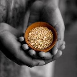 Quinoa