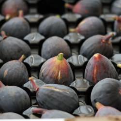 Beautiful Fresh Figs