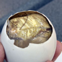 Balut is a Filipino Delicacy