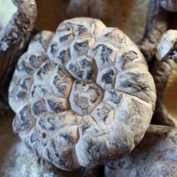 Dried Chinese Black Mushrooms