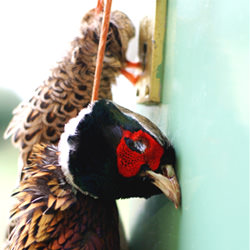 Pheasants