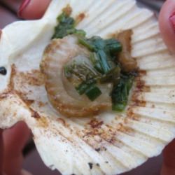 Most Exquisite Scallops