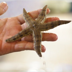 Star Fish