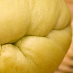 Buddha Hand Squash