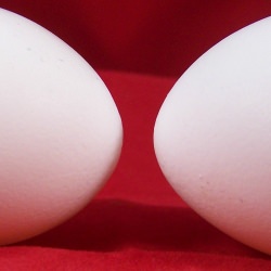 Eggs, Hard-boiled or Raw?