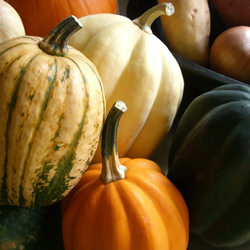 Winter Squash
