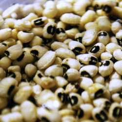 Black-Eyed Peas
