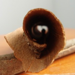 Cinnamon Celebration