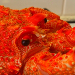 Crayfish Laksa