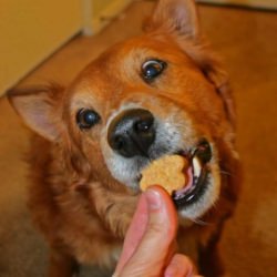 Dog Treats