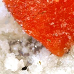 Gravlax