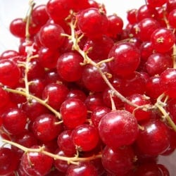 Red Currants