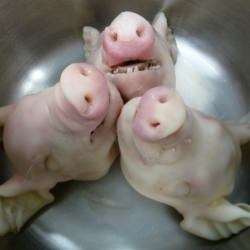 Pigs Head Terrine