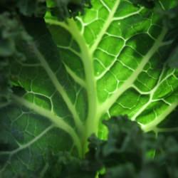 Winter Garden’s Gift: Kale