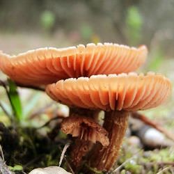 Mushroom Class 2