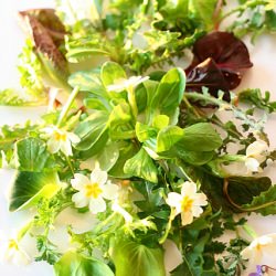 Salad