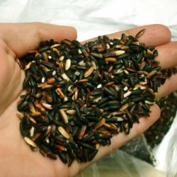 Thai Purple Rice