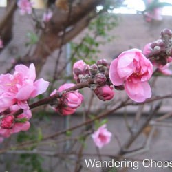 Nectarine Blossoms