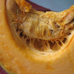 Butternut Squash