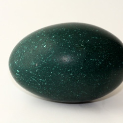 Emu Egg