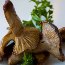 Bluefoot Mushrooms