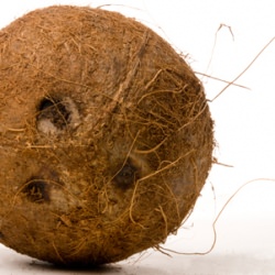 Coconut