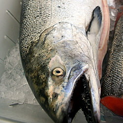 Broiled Salmon Collars