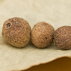 Pimento / Allspice
