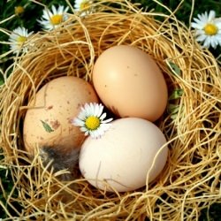Ode to the Egg