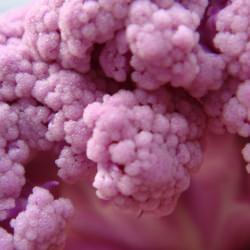 Purple Cauliflower
