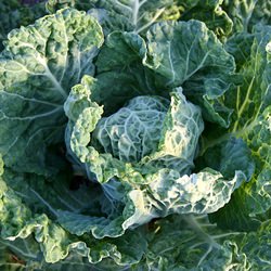 Savoy Cabbage