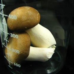 Trumpet Mushrooms in a Beaker