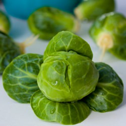 Brussels Sprout People