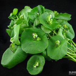 Miner’s Lettuce